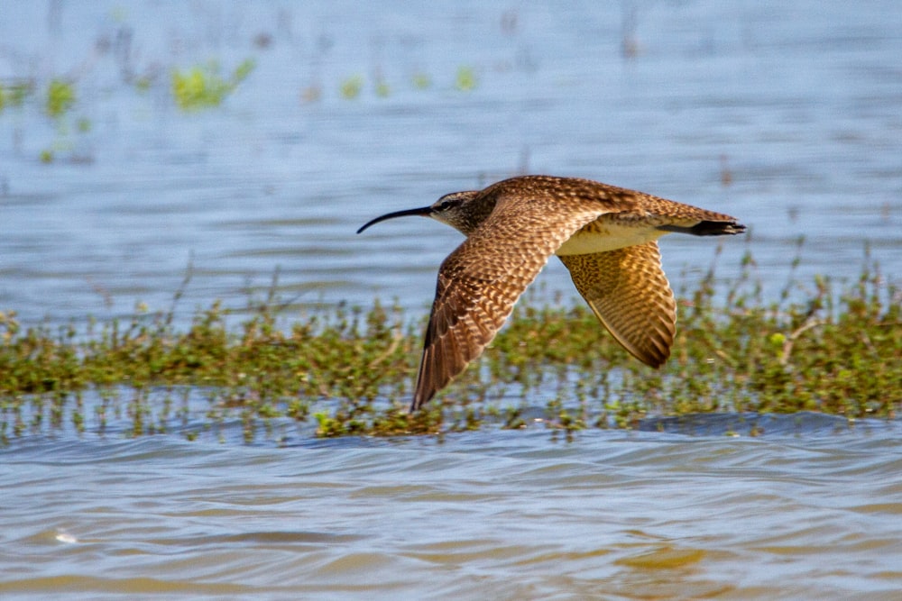 a bird flying over a body of water