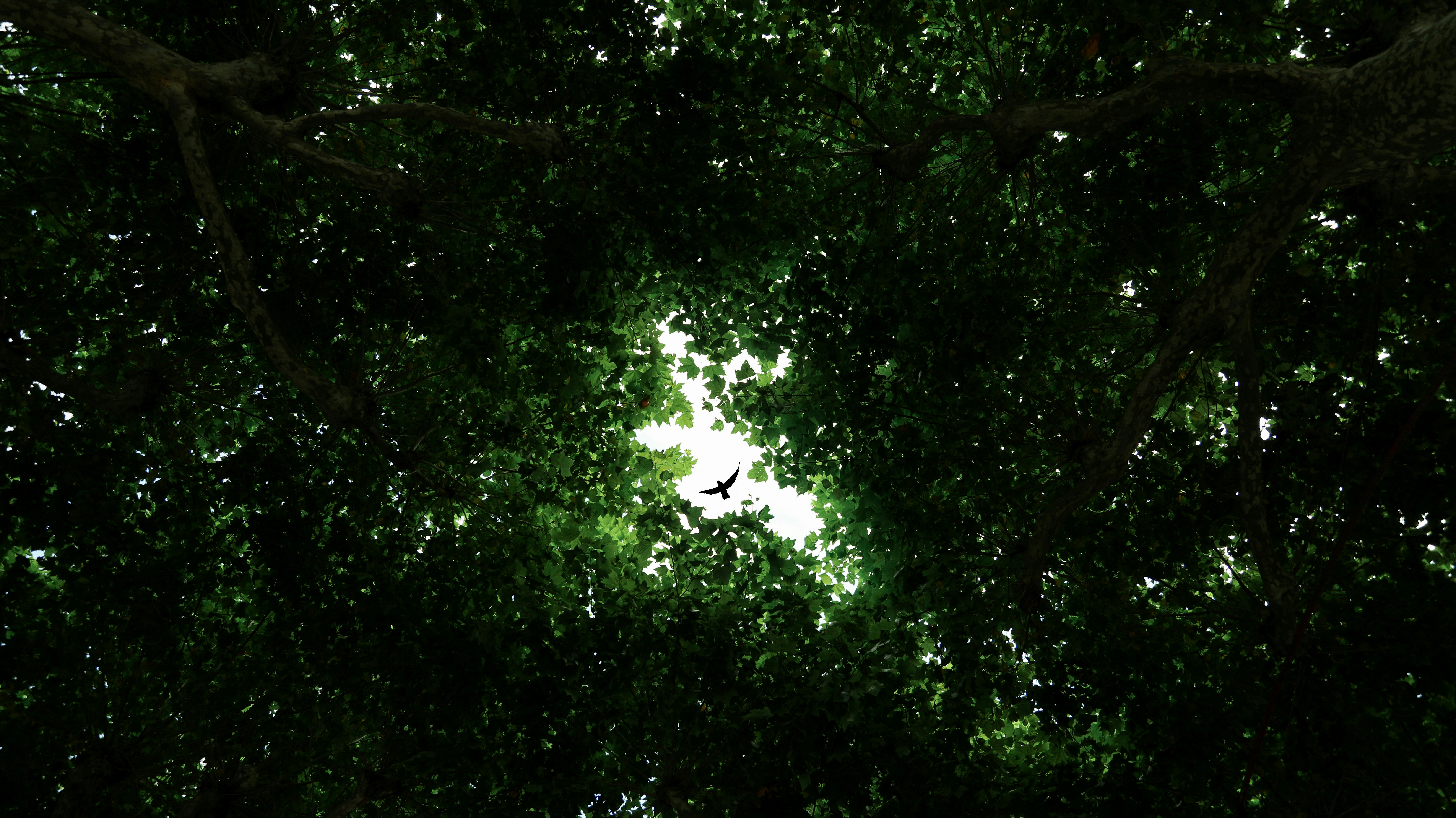 Regarder dans la canopée d’un arbre