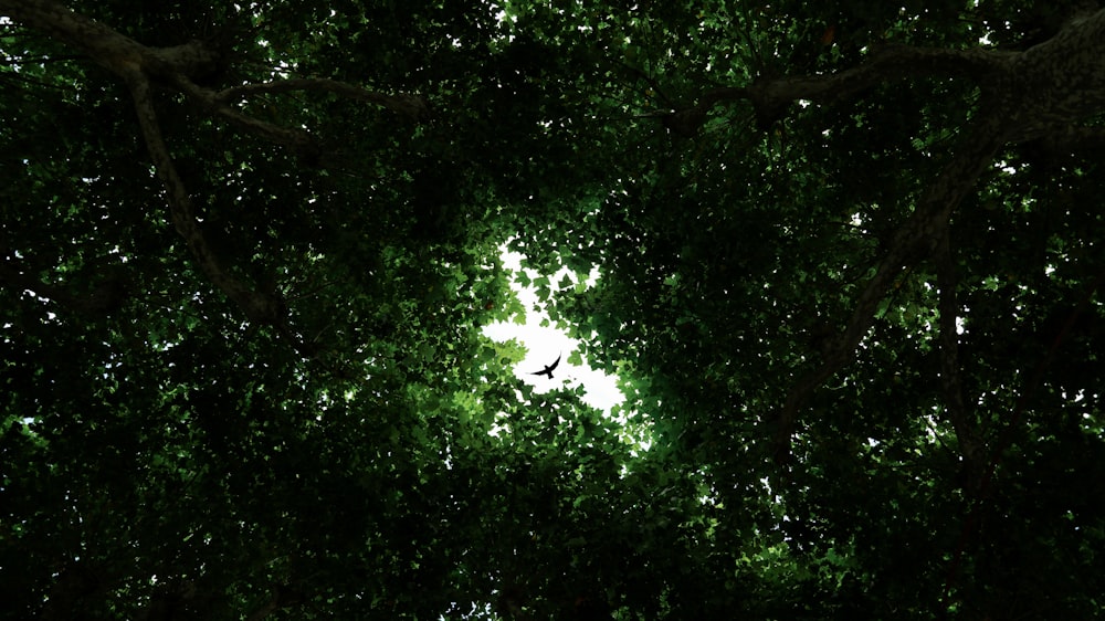 looking up into the canopy of a tree