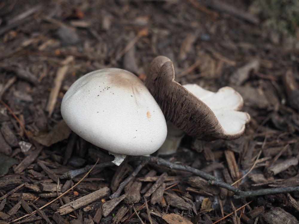 a white mushroom sitting on top of a pile of wood chips