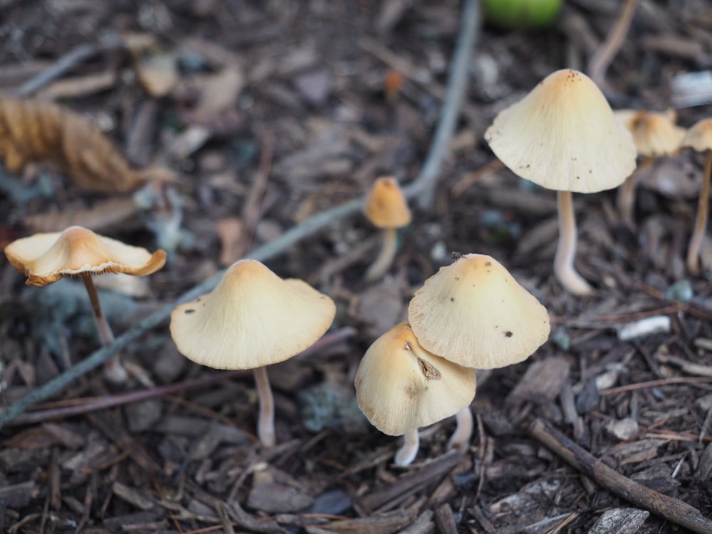 a group of small white mushrooms on the ground