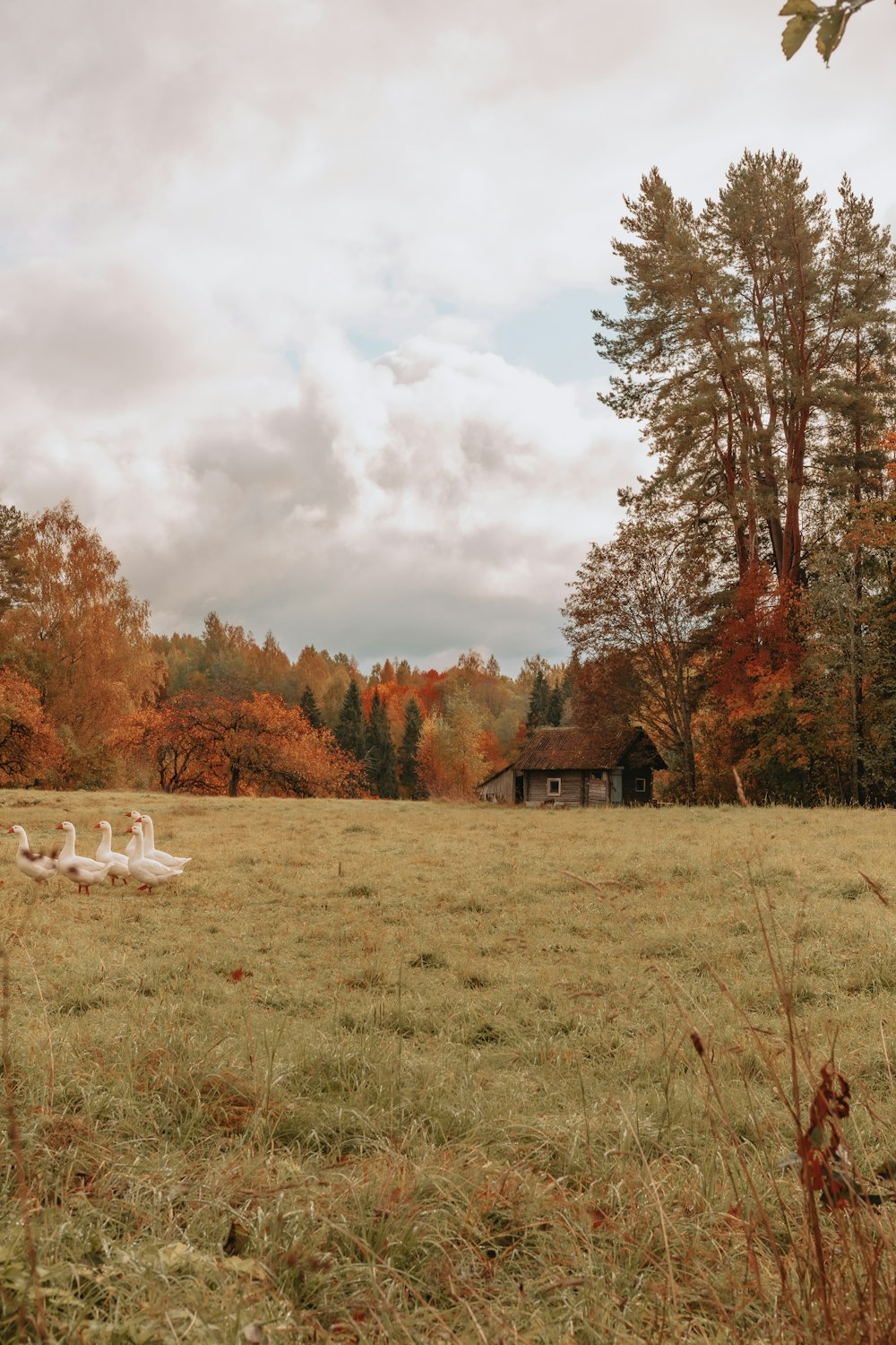 a group of geese in a field with trees in the background