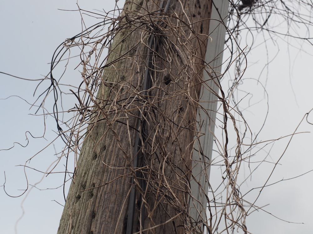 a wooden pole with vines growing on it