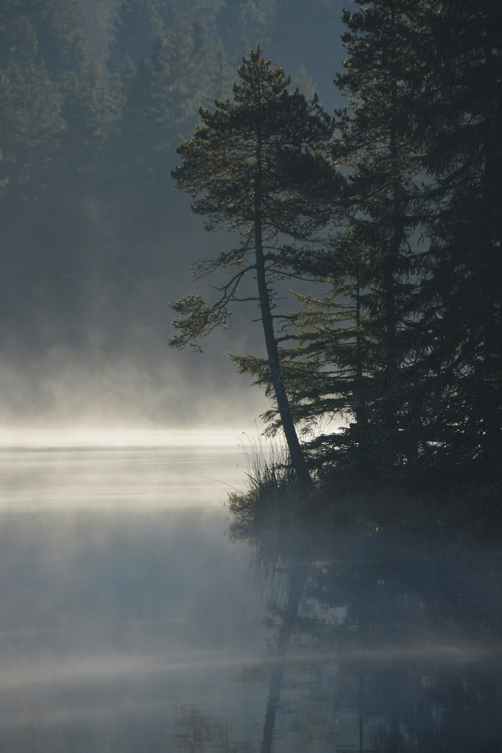 木々を背景にした霧の湖