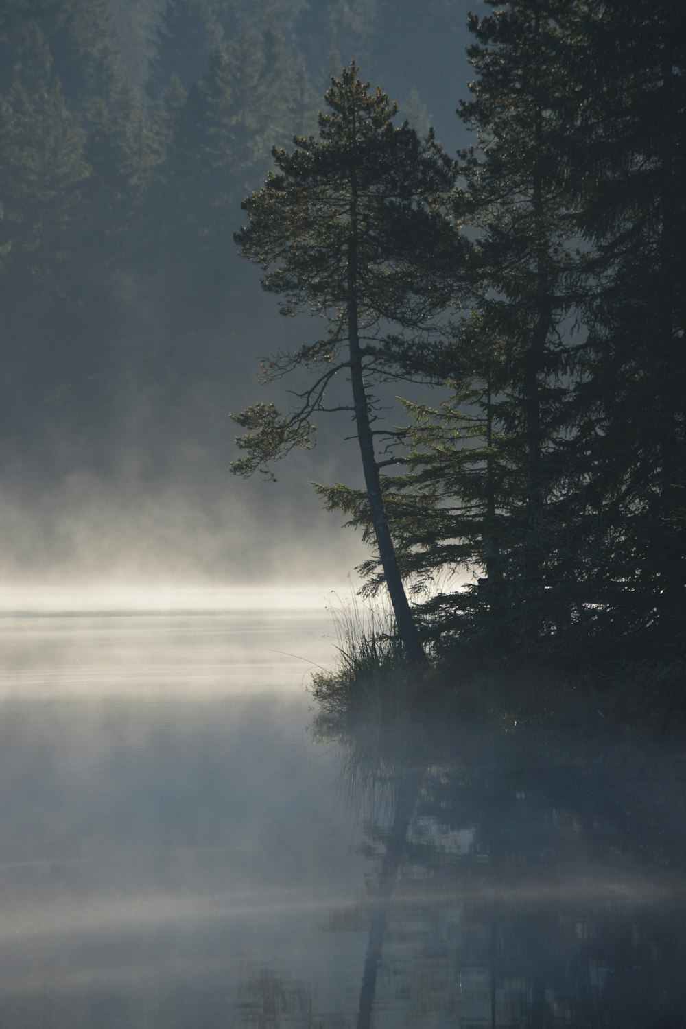 a foggy lake with trees in the background