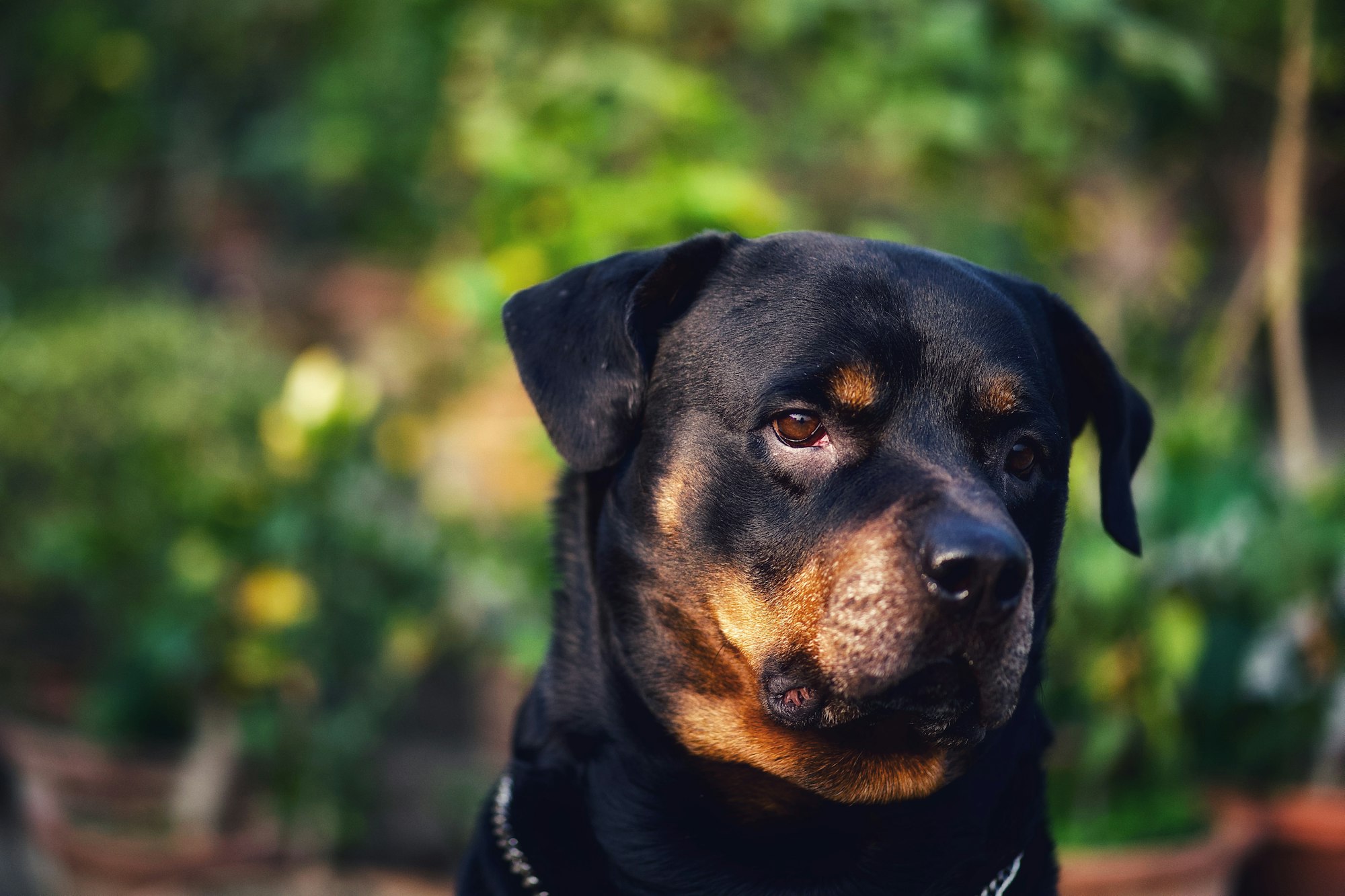 German Rottweiler