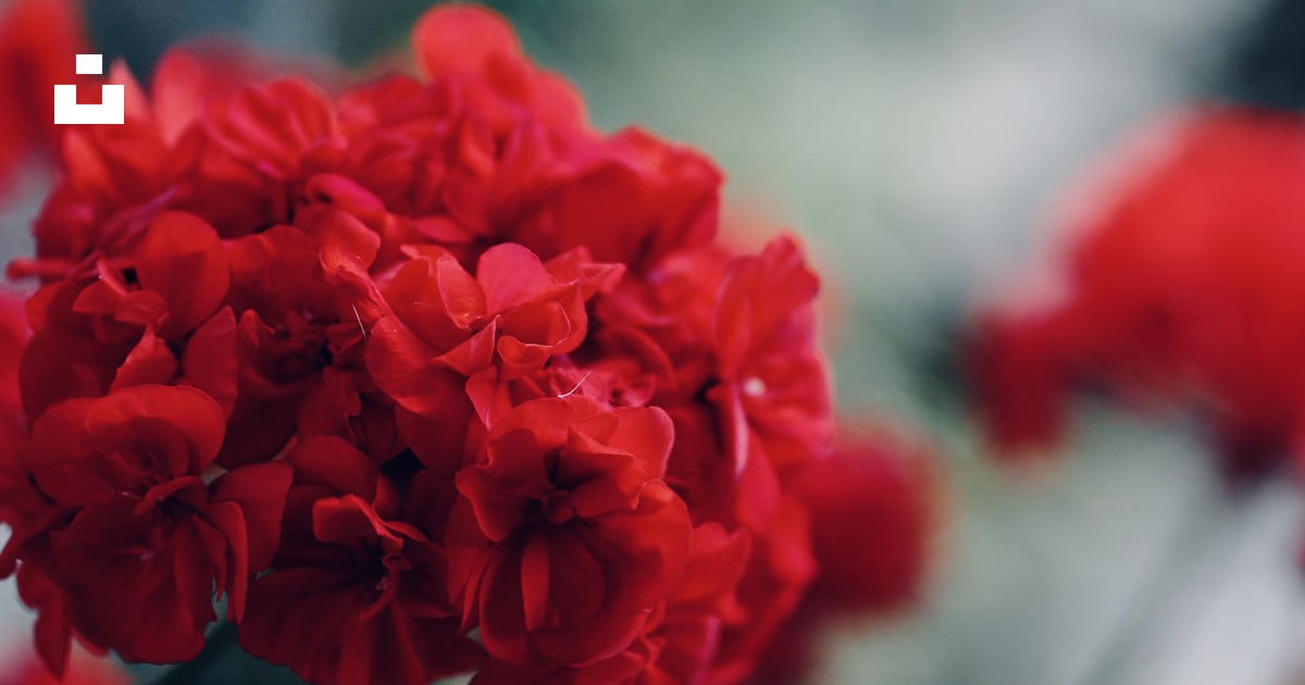 Un bouquet de fleurs rouges qui sont dans un vase photo – Photo Fleur ...