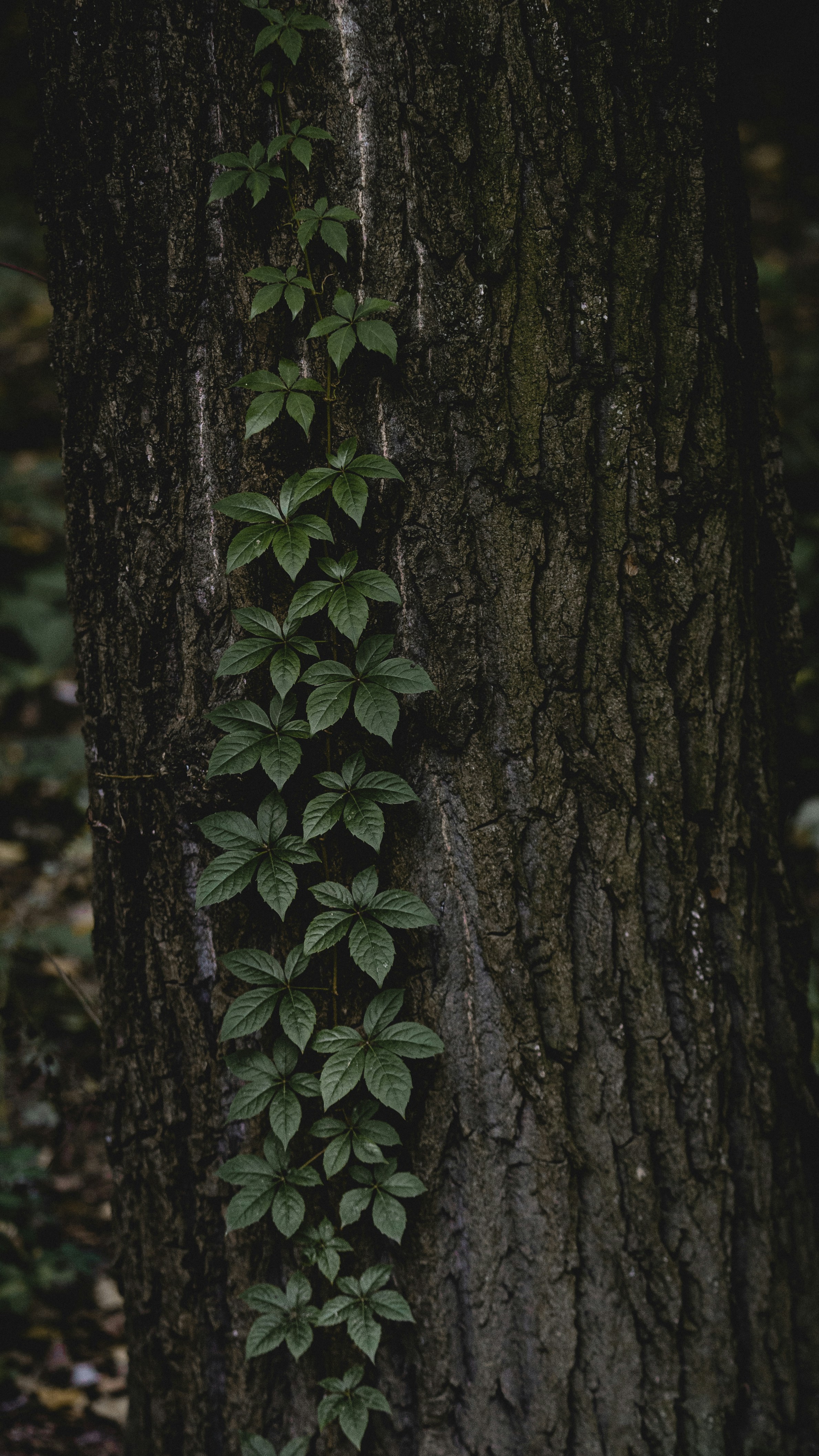 Photo by maksym_tymchyk