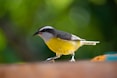 a small yellow and black bird standing on a table