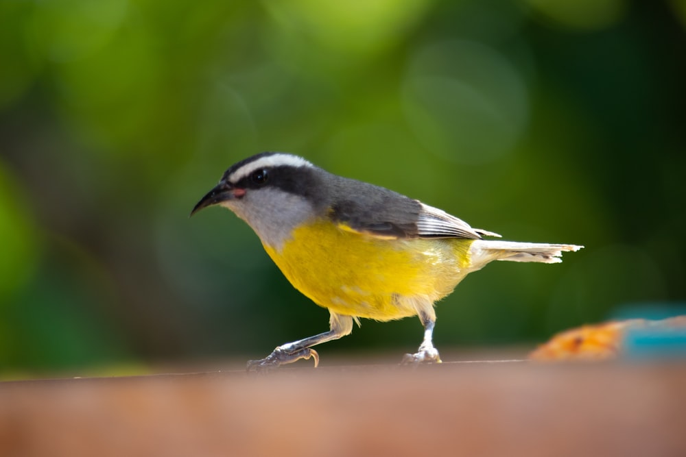 a small yellow and black bird standing on a table