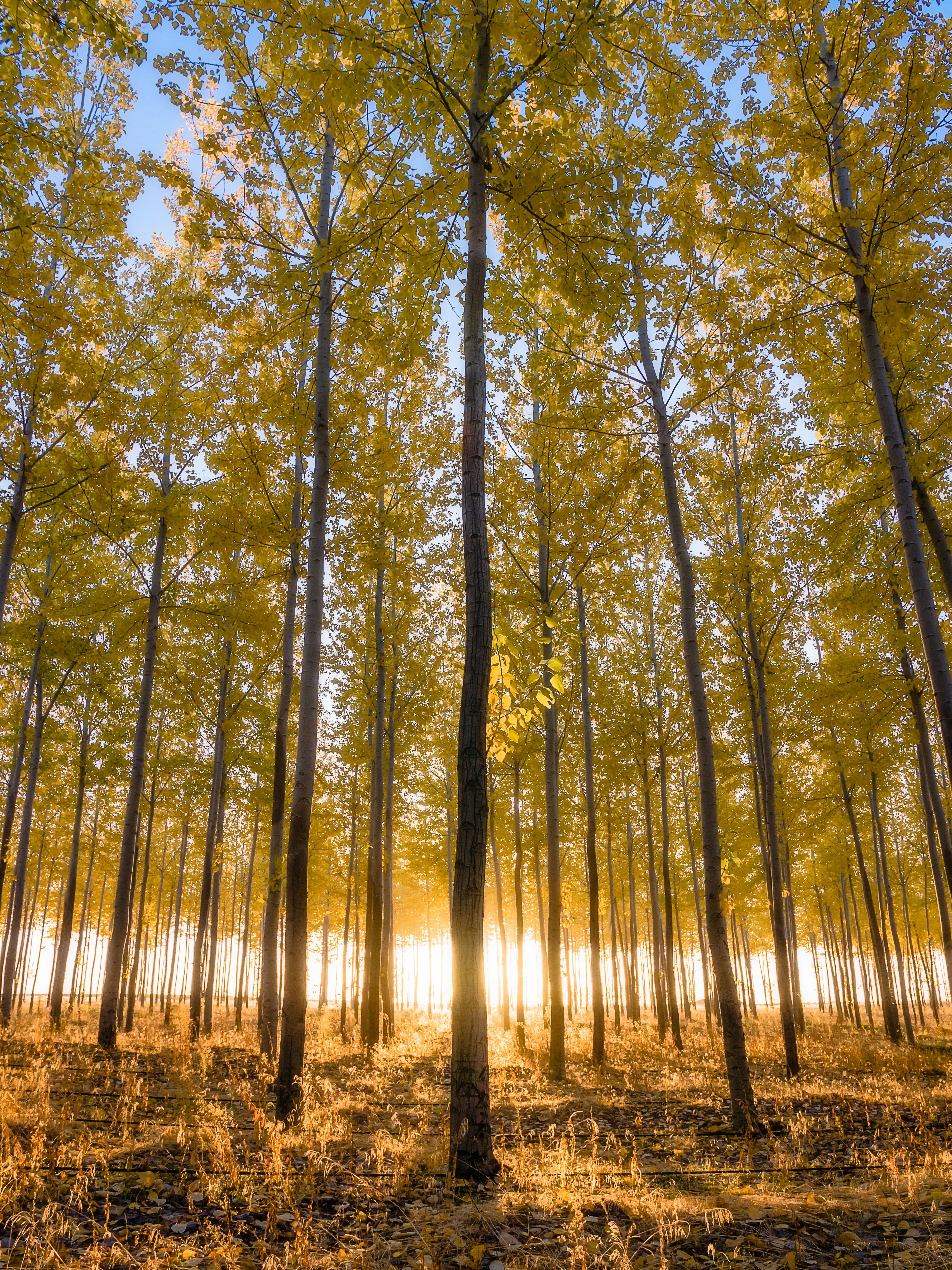 Le soleil brille à travers les arbres dans la forêt