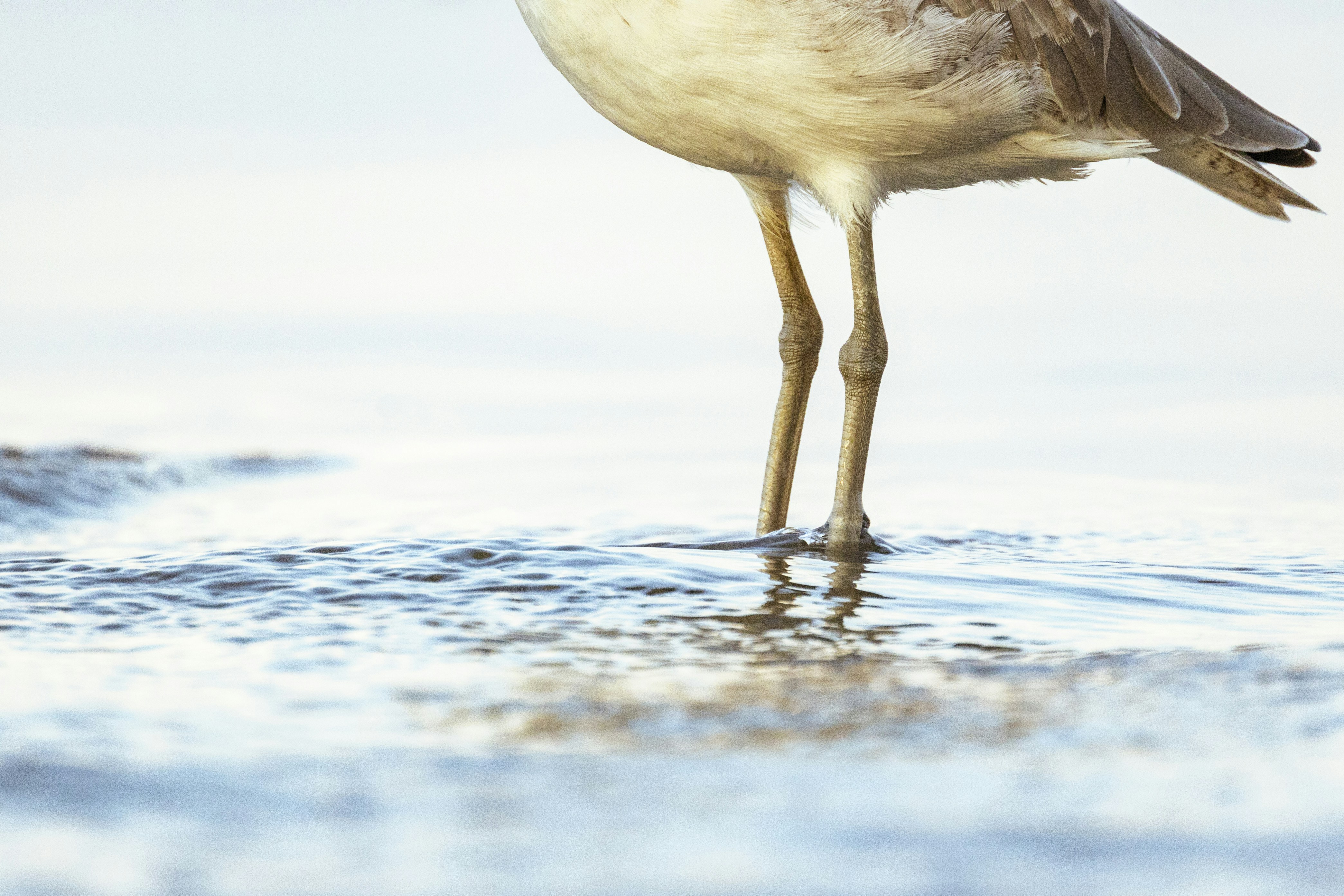 음식을 찾기 위해 물에 서있는 새