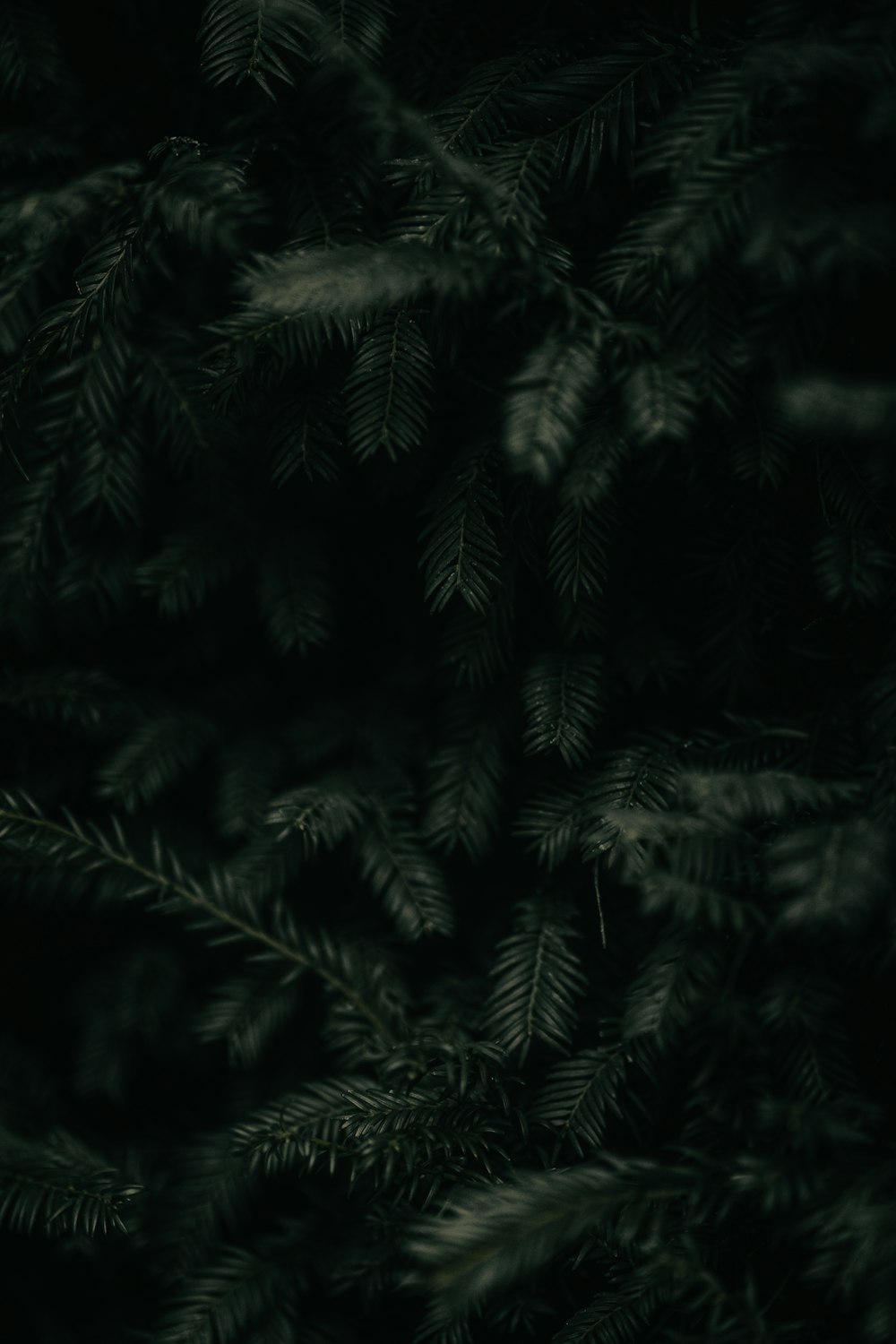 a close up of a pine tree in the dark