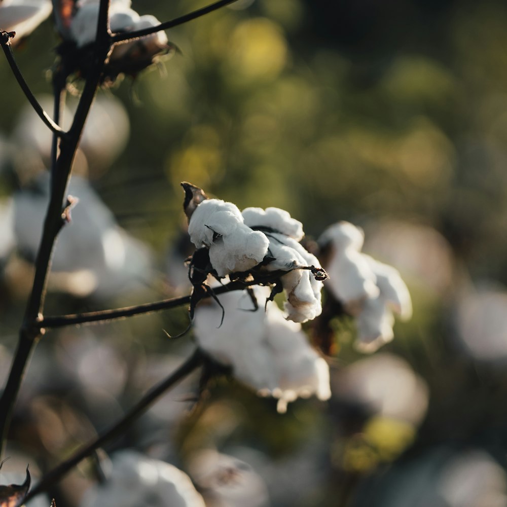 a close up of a cotton plant with snow on it