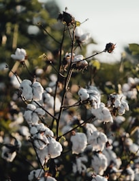 a close up of a cotton plant with lots of white flowers
