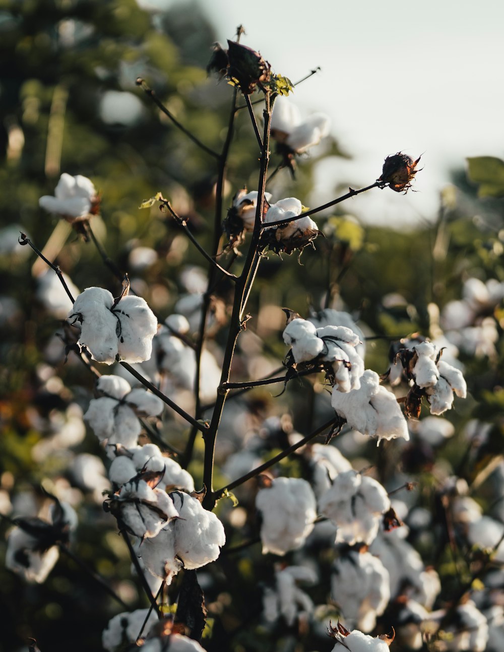 Un primo piano di una pianta di cotone con molti fiori bianchi