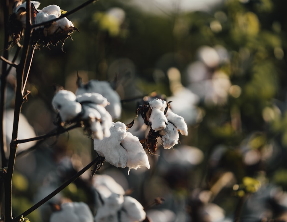 a close up of a cotton plant with lots of white flowers