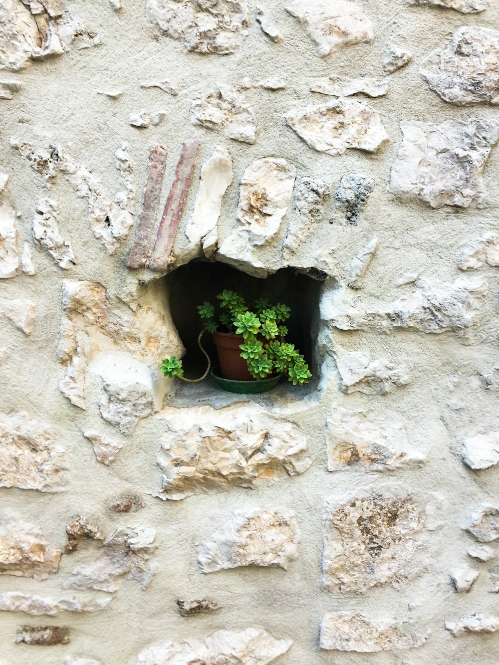 a potted plant in a hole in a stone wall