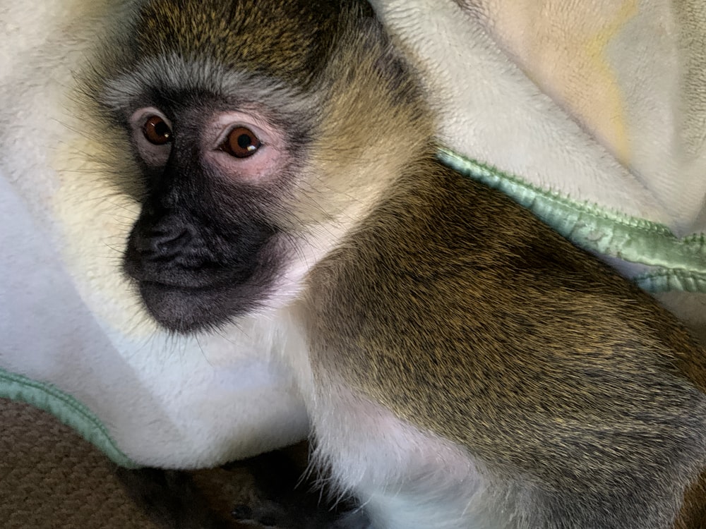 a monkey laying on top of a bed under a blanket