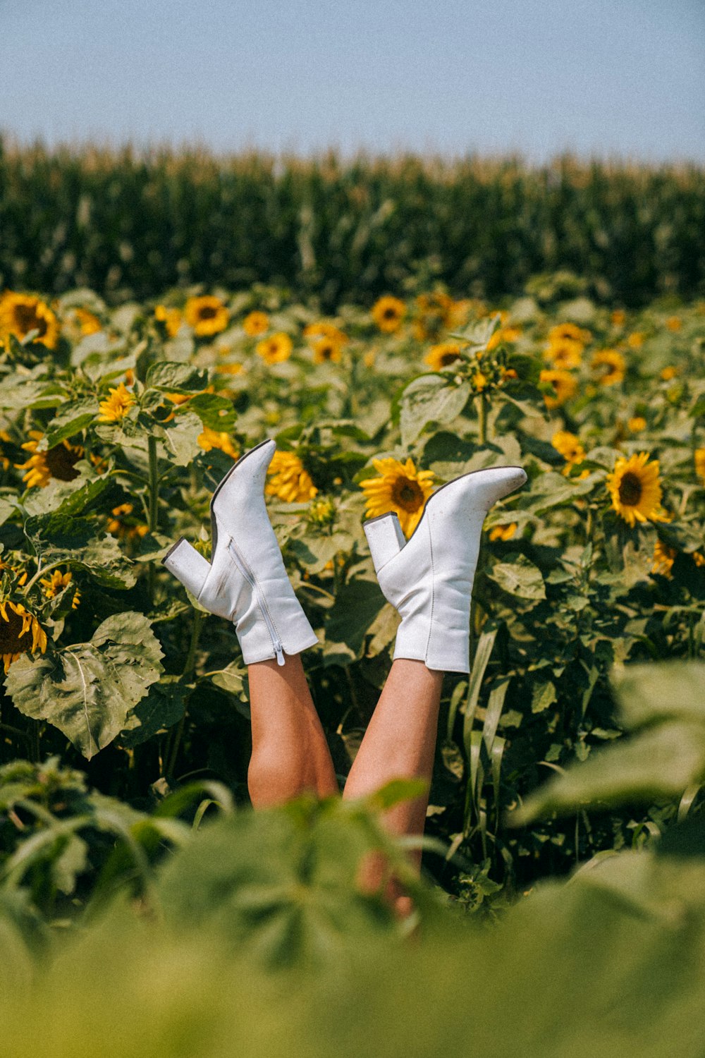 a person laying in a field of sunflowers