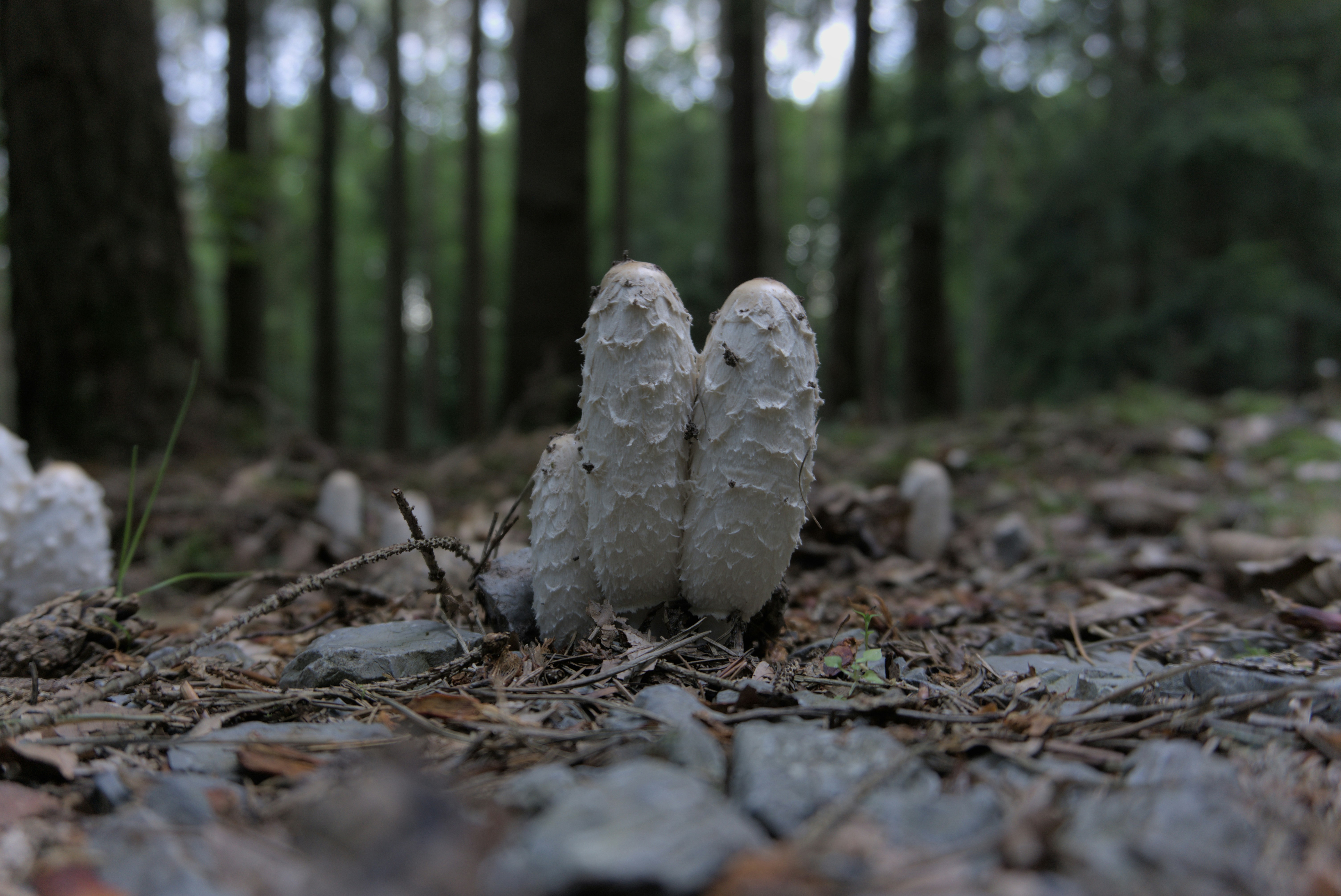A Mushroom in a forest