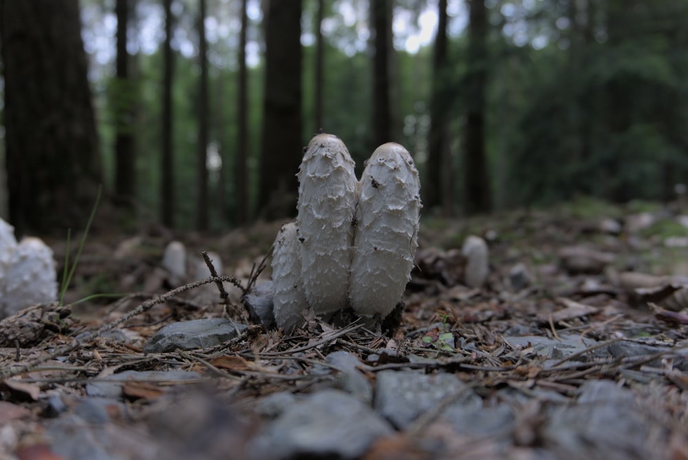 a couple of mushrooms sitting on top of a forest floor