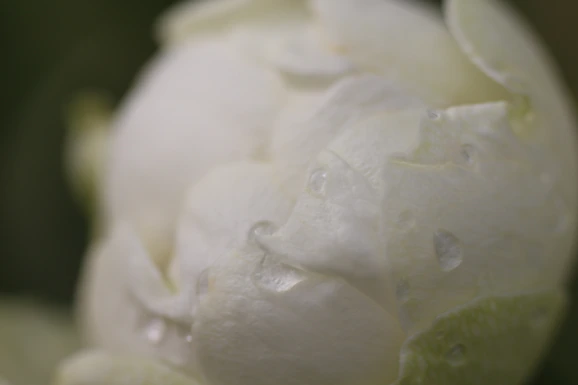 Close-up of a soft pink paeonia bloom with delicate dew drops on petals.