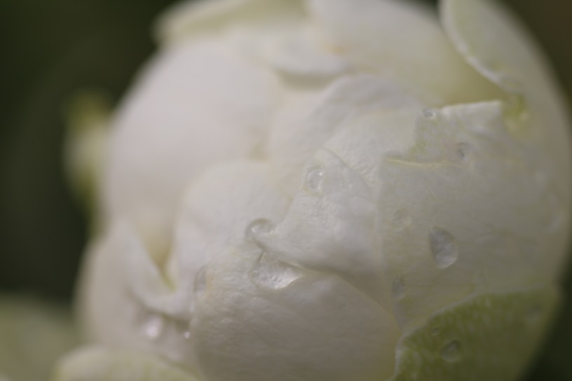 A close-up of a soft pink peony bloom with delicate dewdrops on its petals.