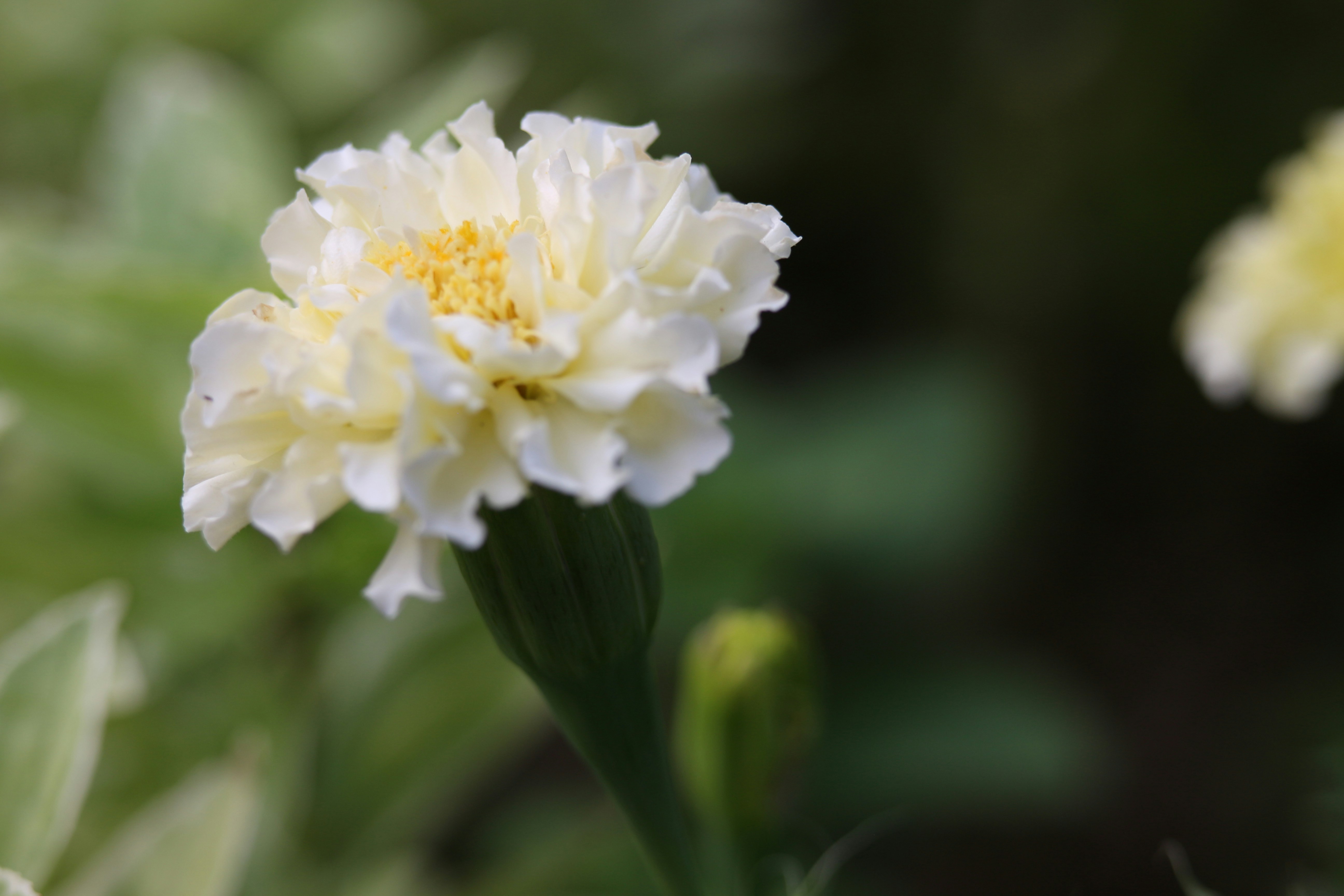 Photo by seichirochan