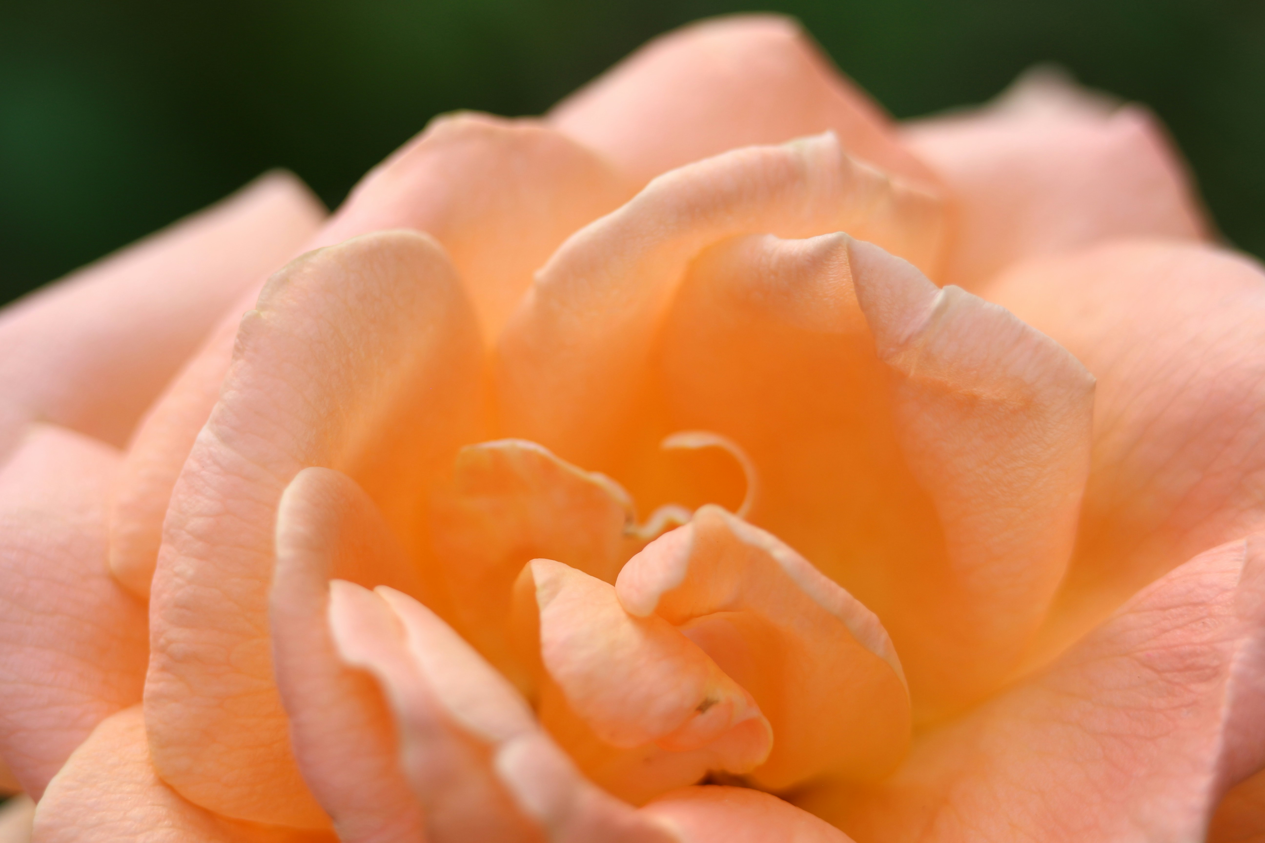 Photo by seichirochan