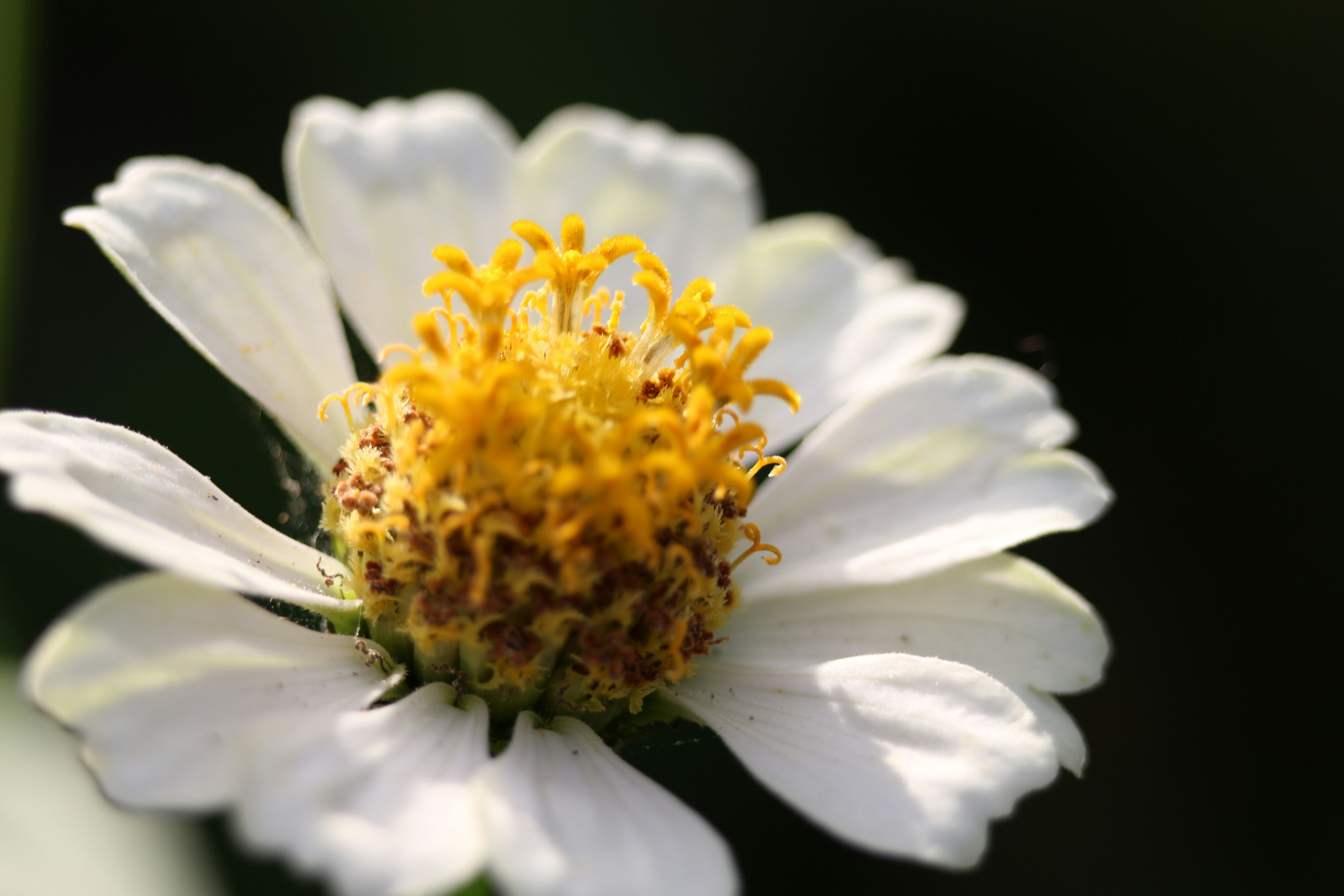 Photo by seichirochan