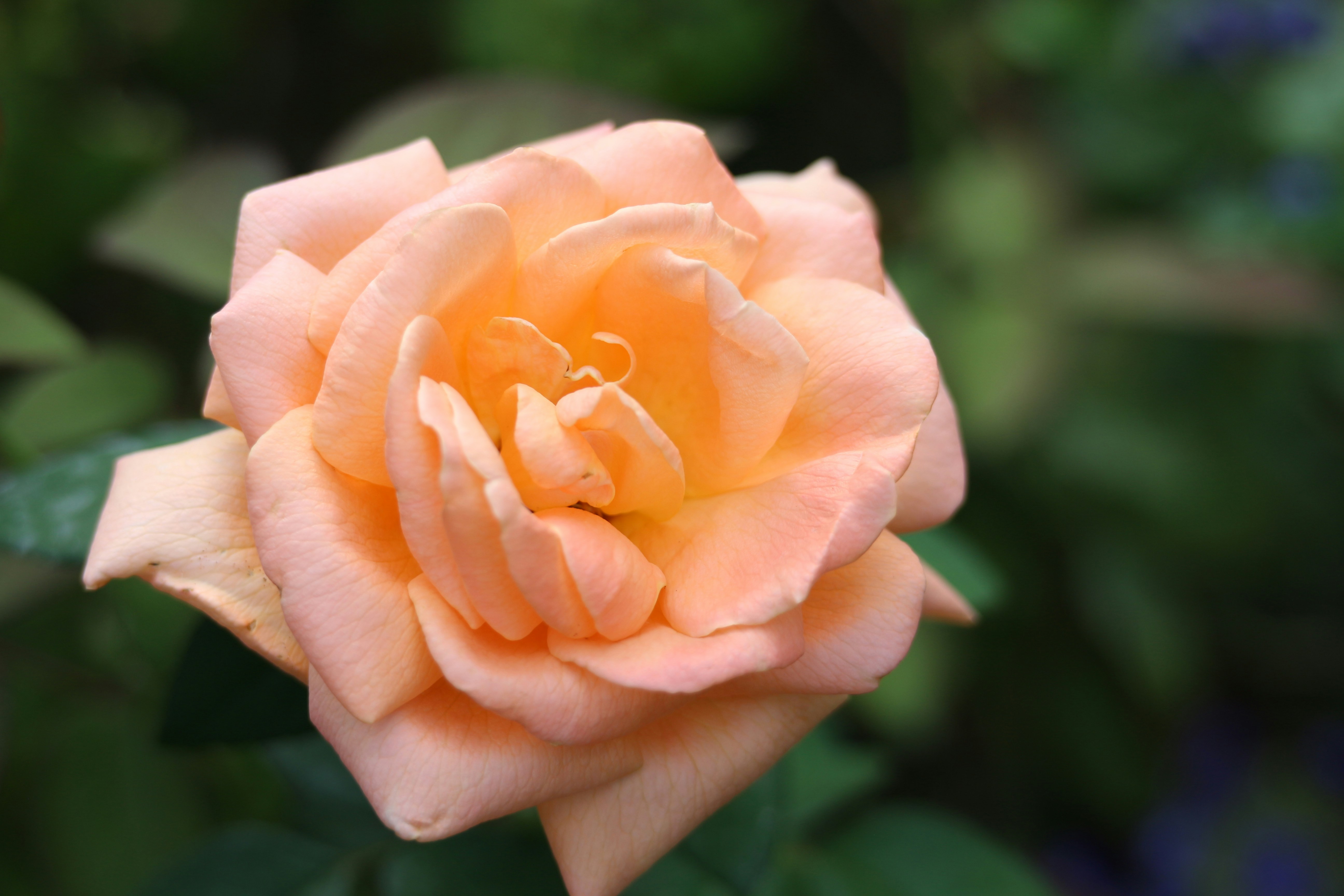 Photo by seichirochan