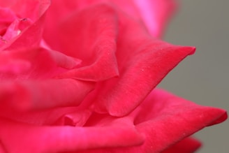 Bright pink rose petals in a close-up view, showcasing their delicate texture and natural curves.
