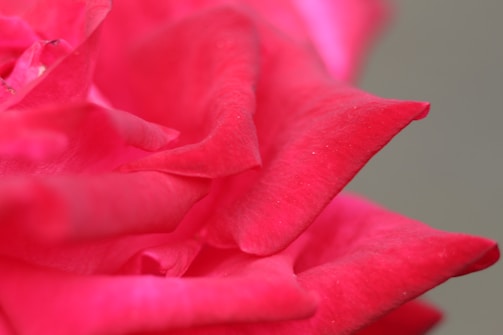 Bright pink rose petals in a close-up view, showcasing their delicate texture and natural curves.