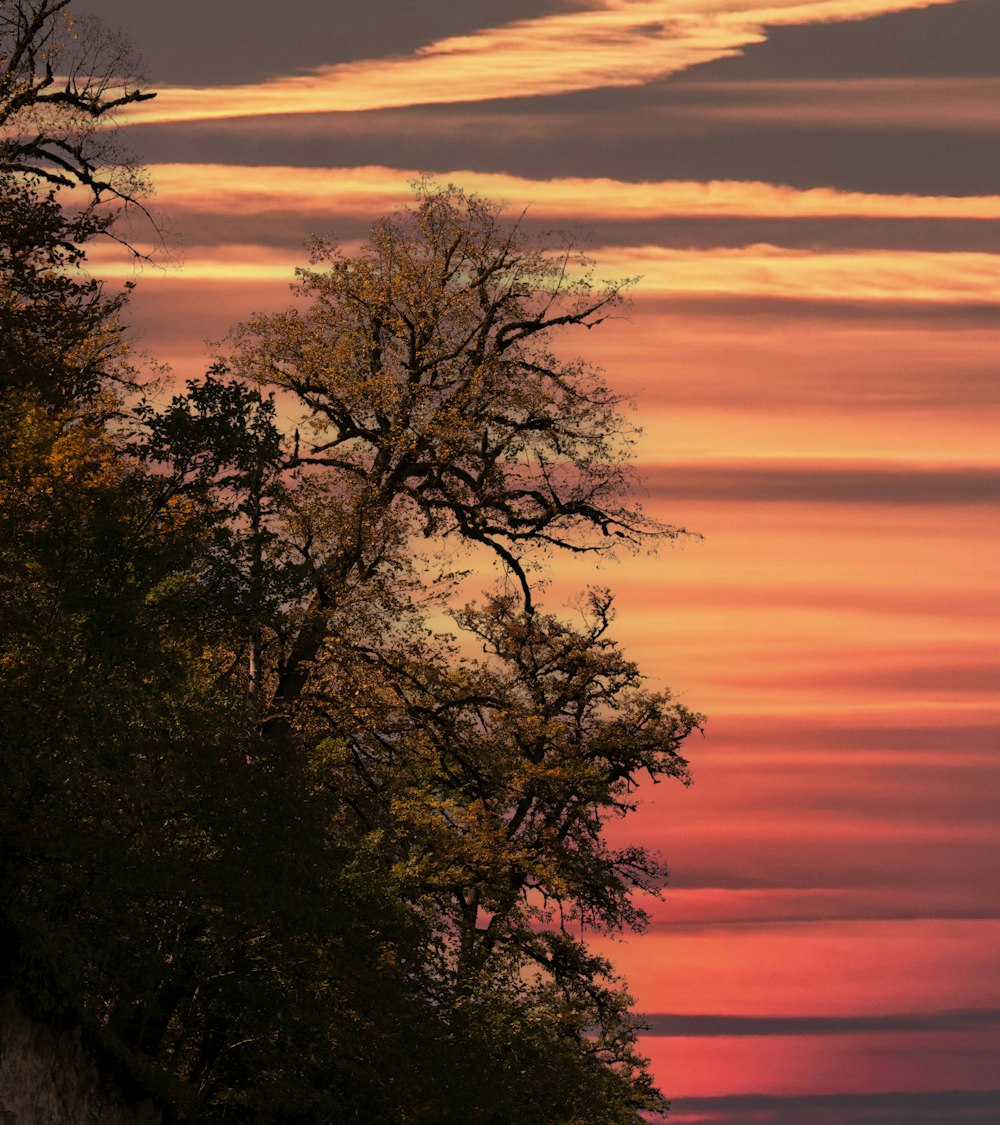 a couple of trees that are next to a hill