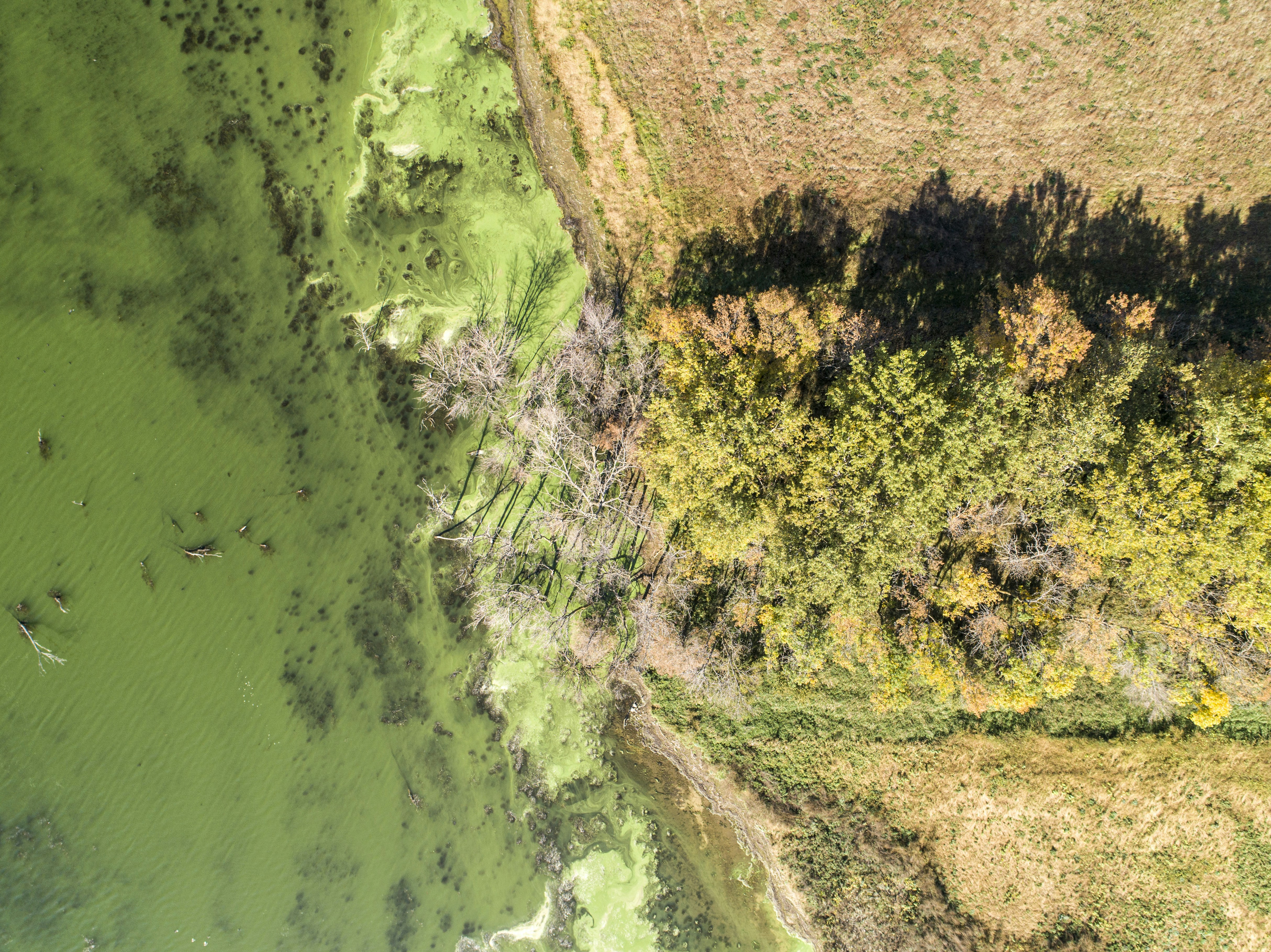An aerial view of a body of water surrounded by trees