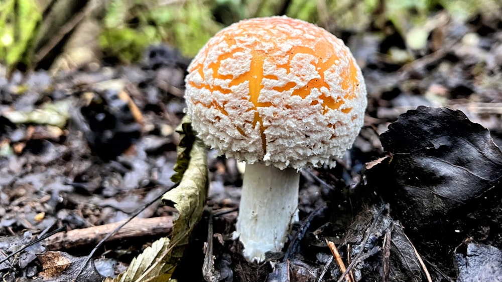 a close up of a mushroom on the ground