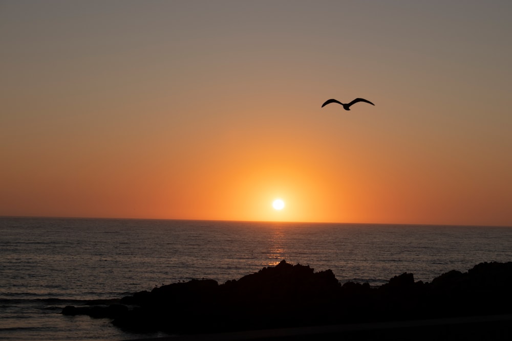 Un pájaro volando sobre el océano al atardecer