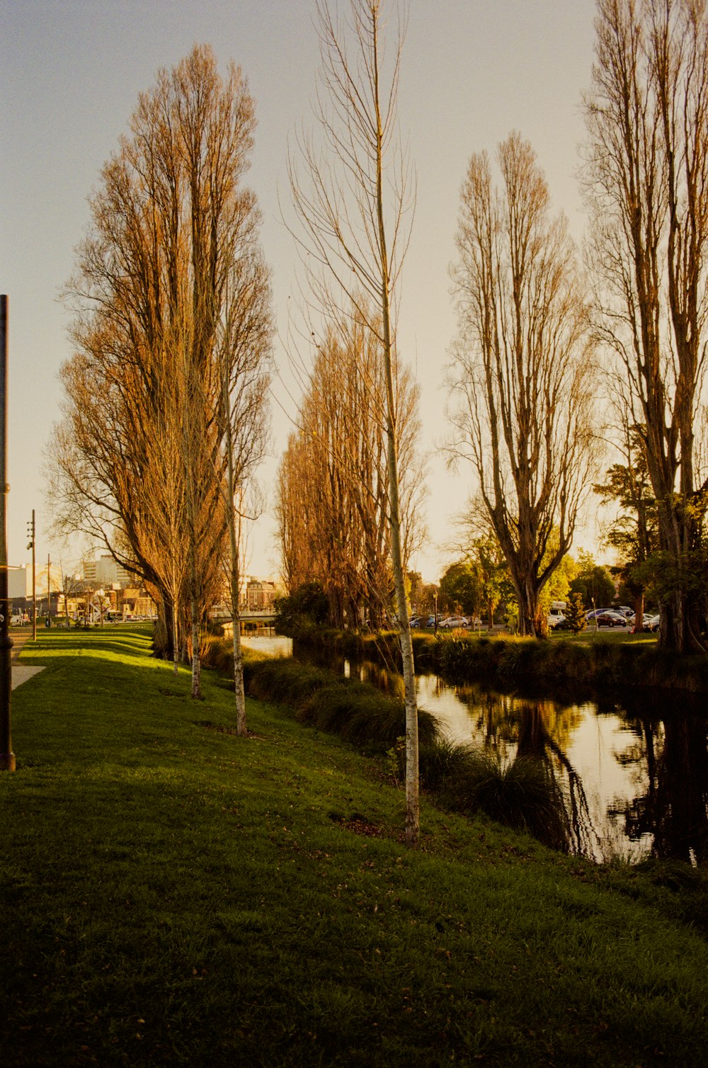 a river running through a lush green park