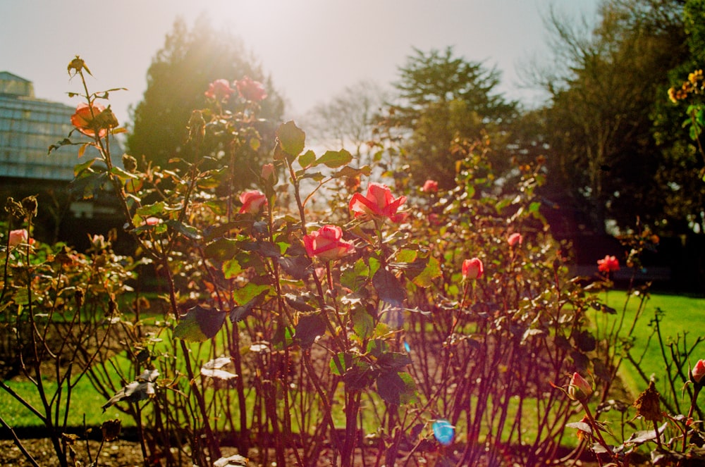 a field of flowers with a building in the background