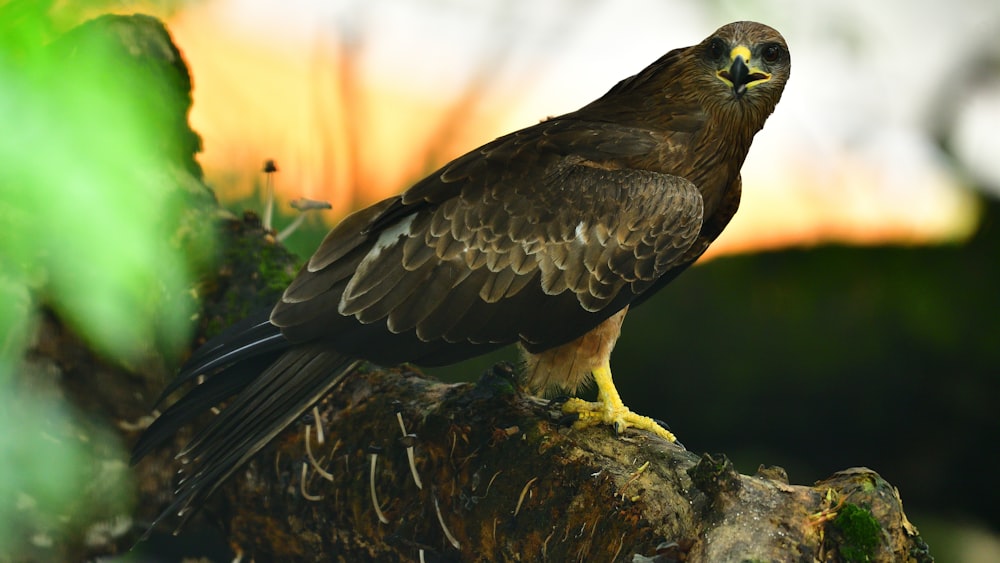 a bird of prey sitting on a tree branch