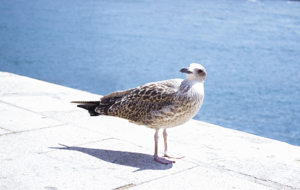 Una gaviota parada en una repisa junto a un cuerpo de agua