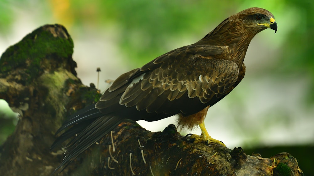 a bird sitting on top of a tree branch