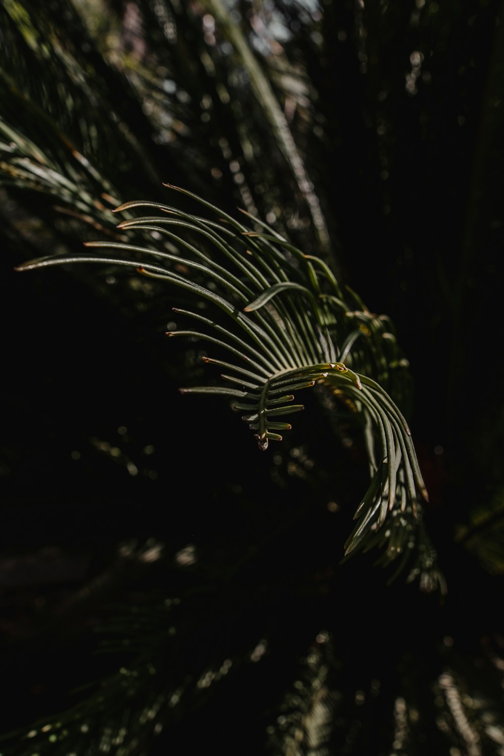 a close up of a leaf on a tree