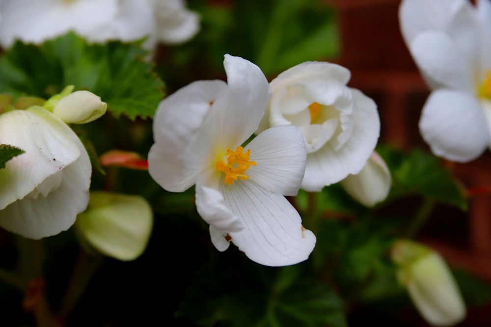 a group of white flowers sitting next to each other