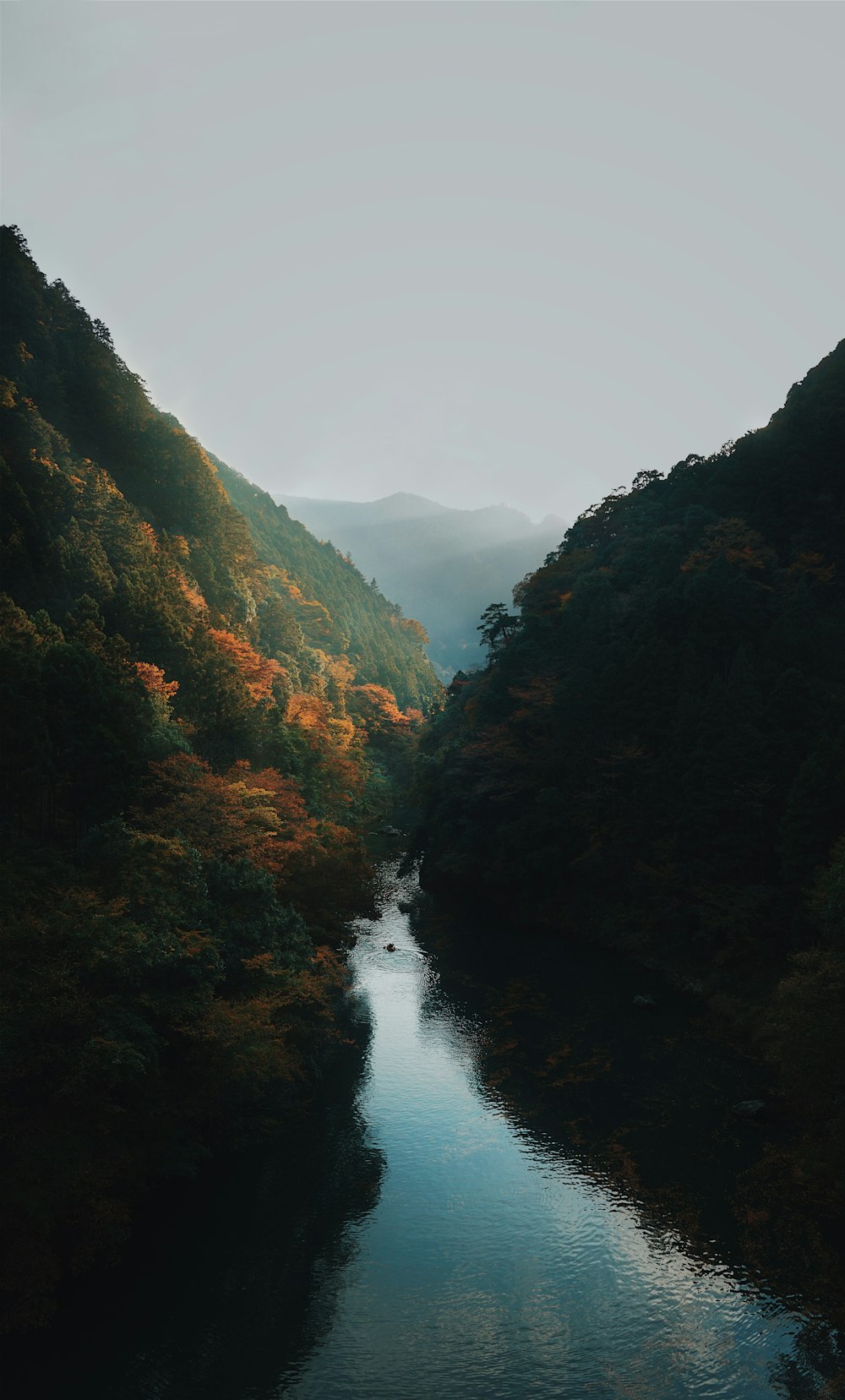 a river running through a lush green forest