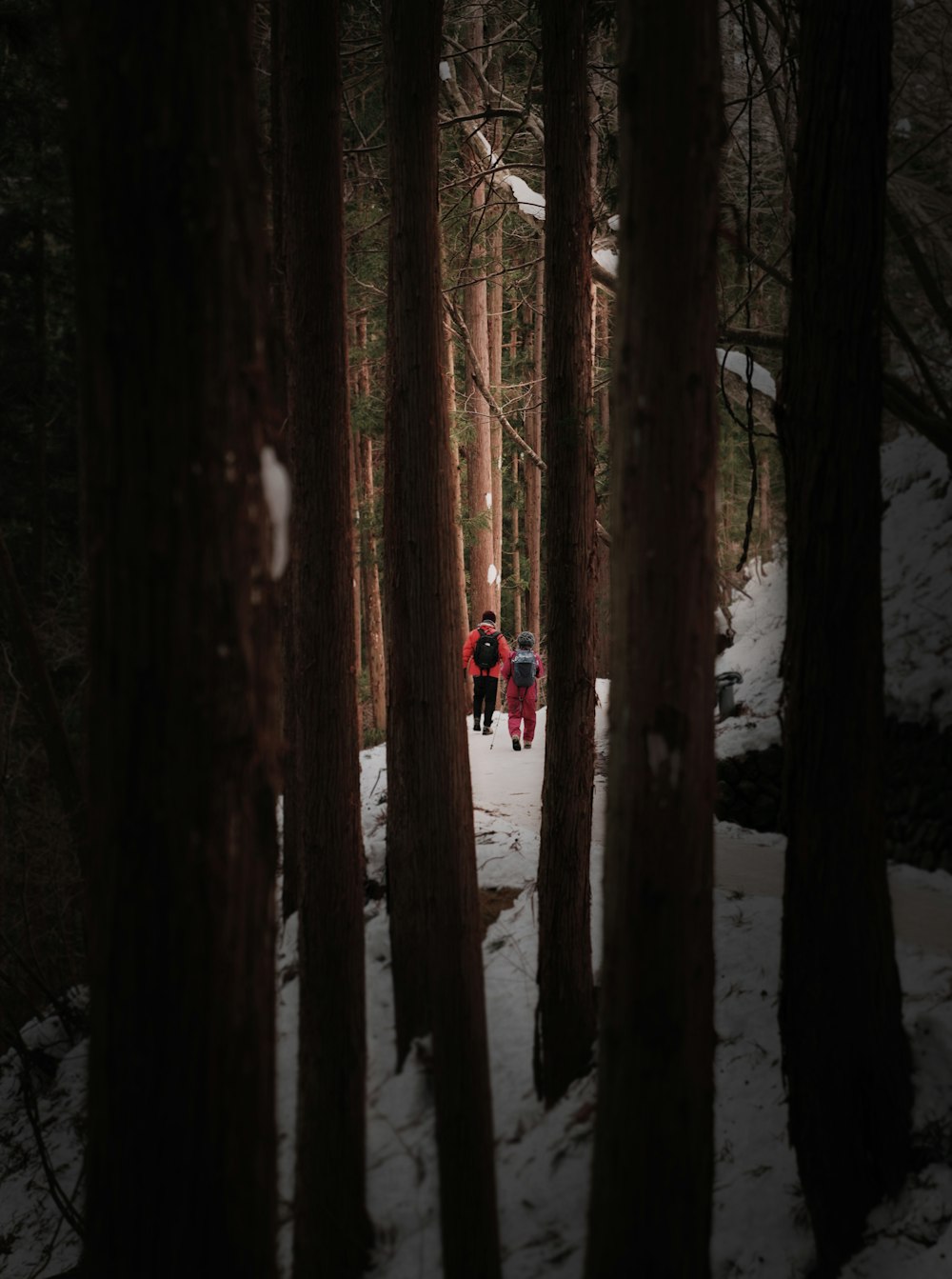 a group of people walking through a forest covered in snow