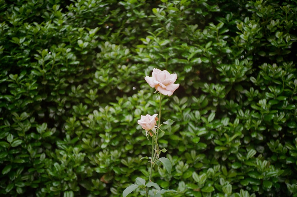 a single pink flower in front of a bush