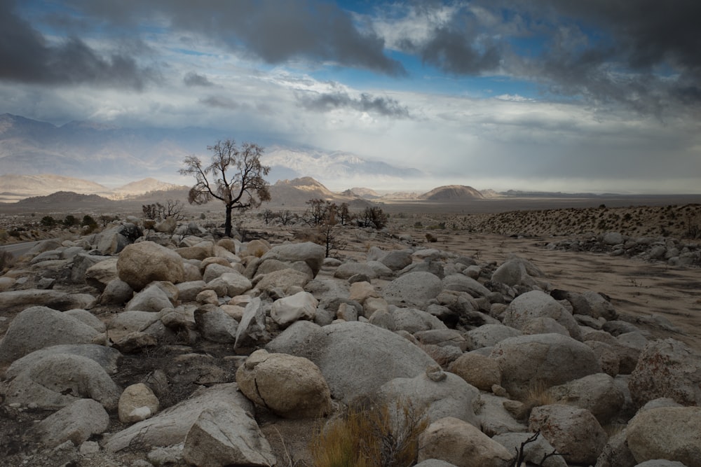 a lone tree in the middle of a desert