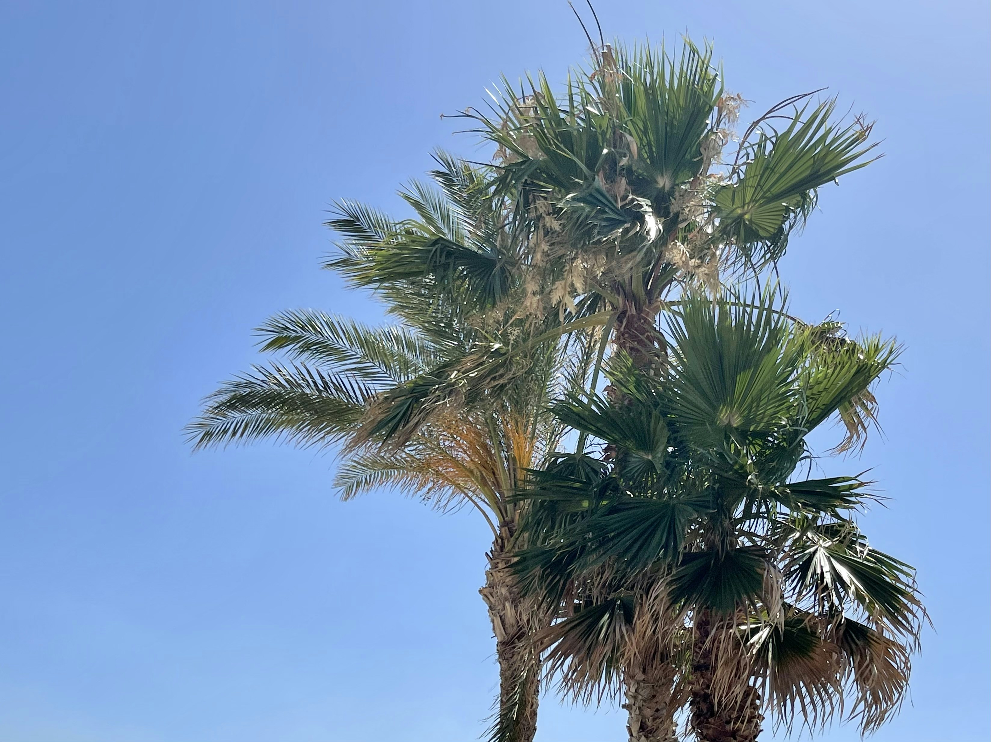 Sicily palms.